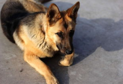 狗麻豆,萌宠界的时尚偶像