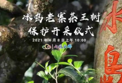 冰岛老寨91号茶直播,探寻神秘古树茶的传奇魅力